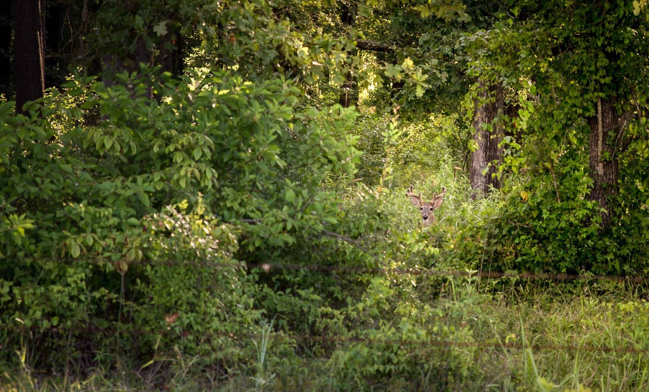 Whitetail Management