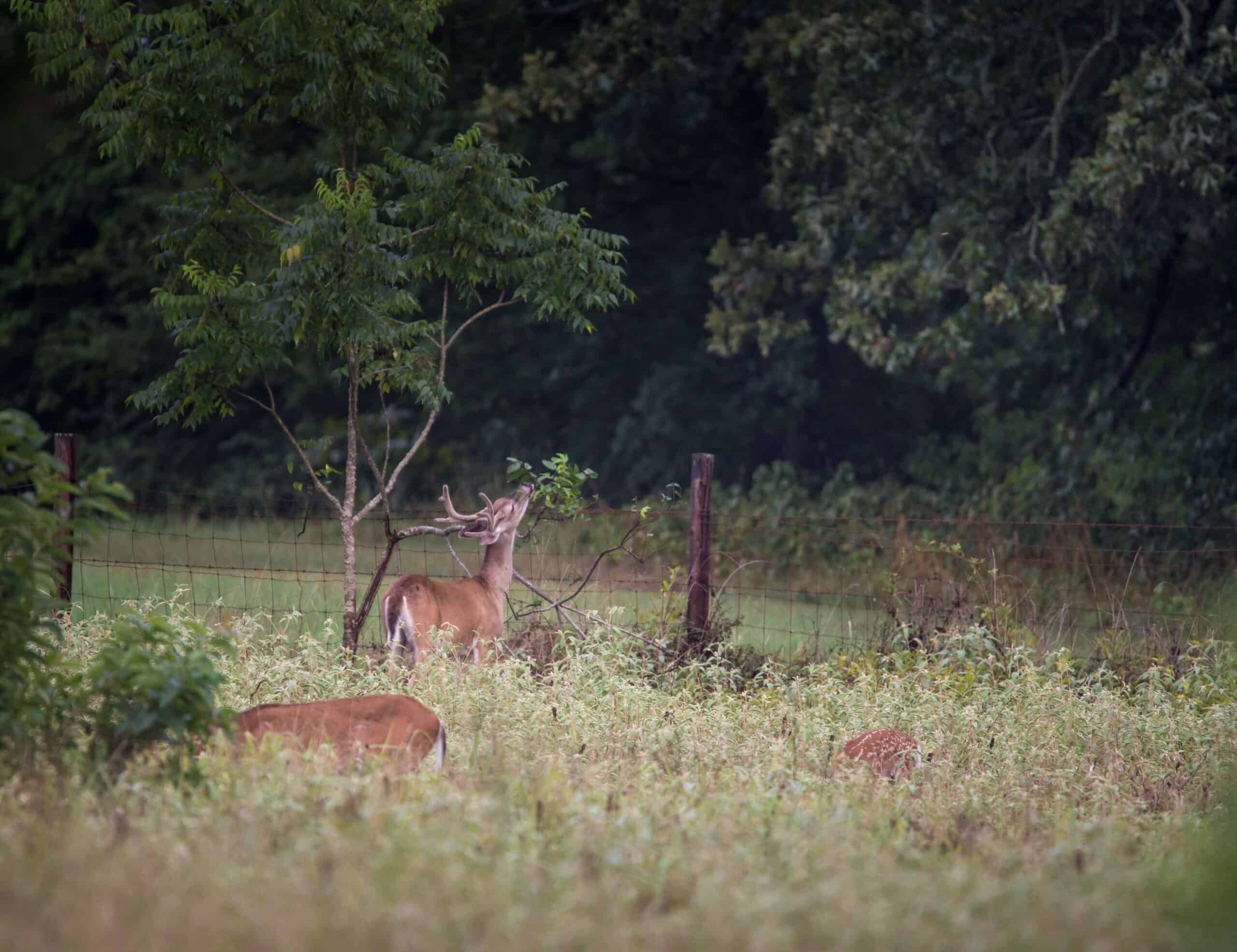 Whitetail Management
