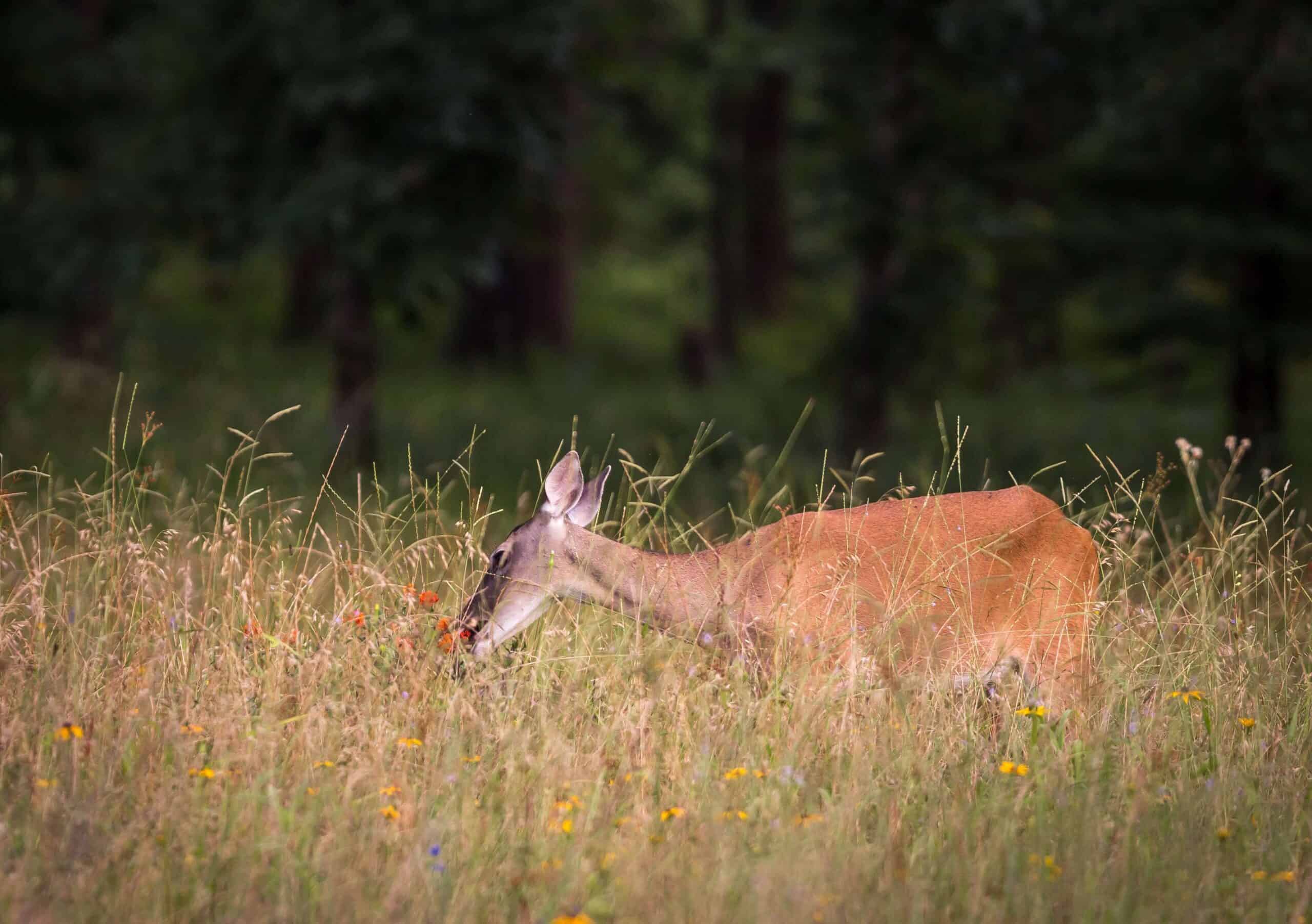 whitetail management
