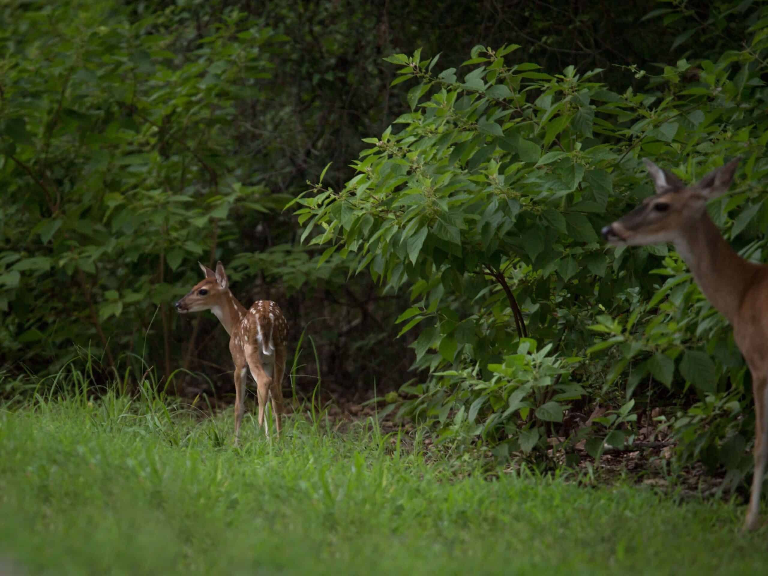 Whitetail Management