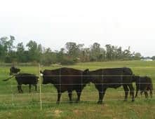Woven Wire Electric Fences