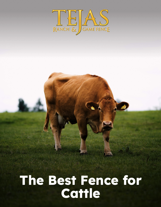 Fence for Cattle